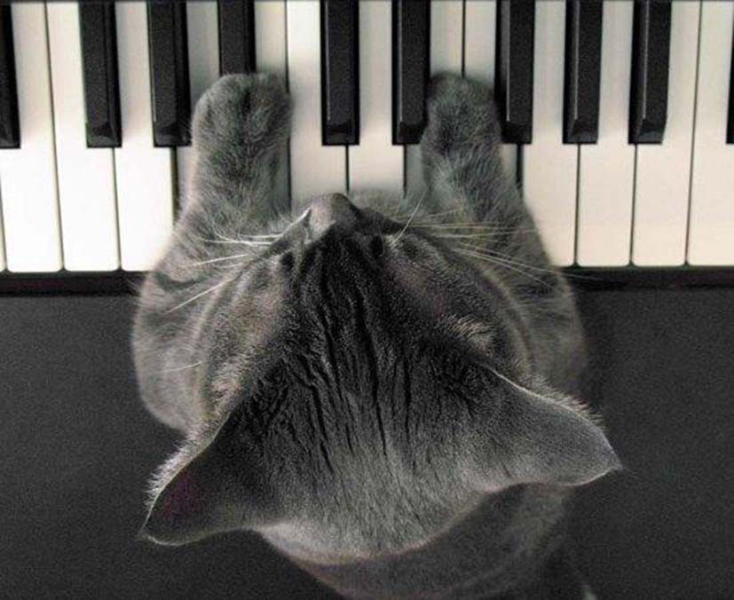 Le chat pianiste