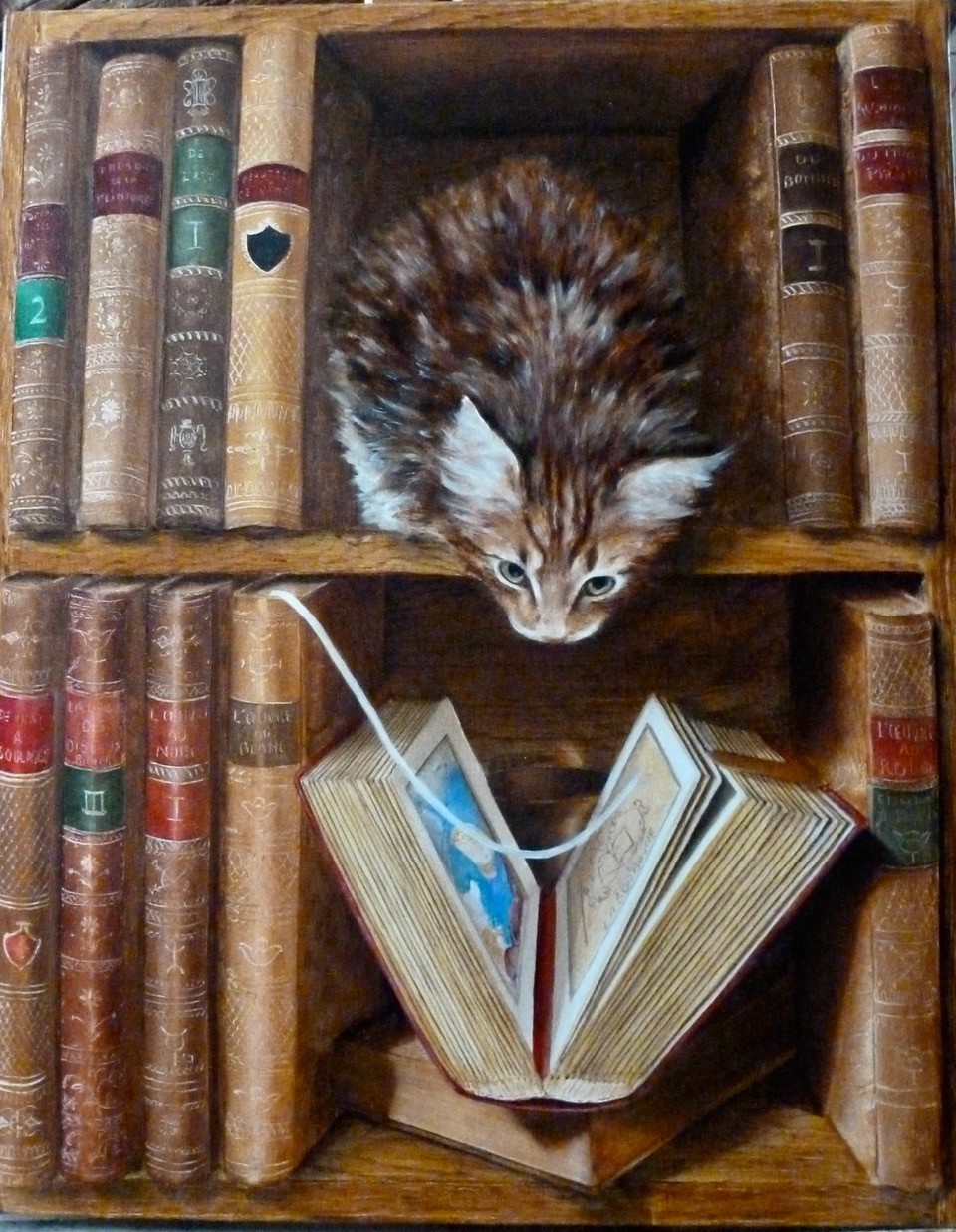 Le chat de bibliothèque